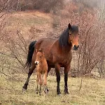 на село Гостевой дом
