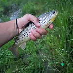на село
