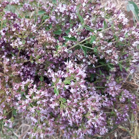 Nyaraló на село Devin