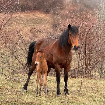 на село Nyaraló