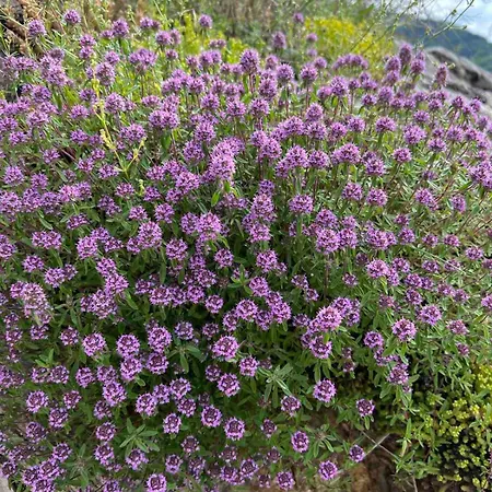 Nyaraló на село *