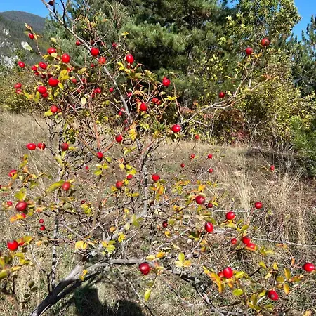 на село * Devin