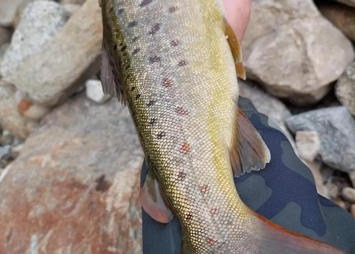 на село בית נופש