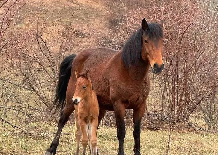 на село בית נופש