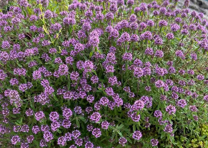 Дом отдыха на село *