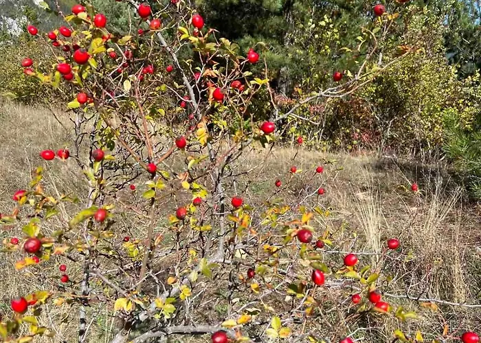 на село * Девин